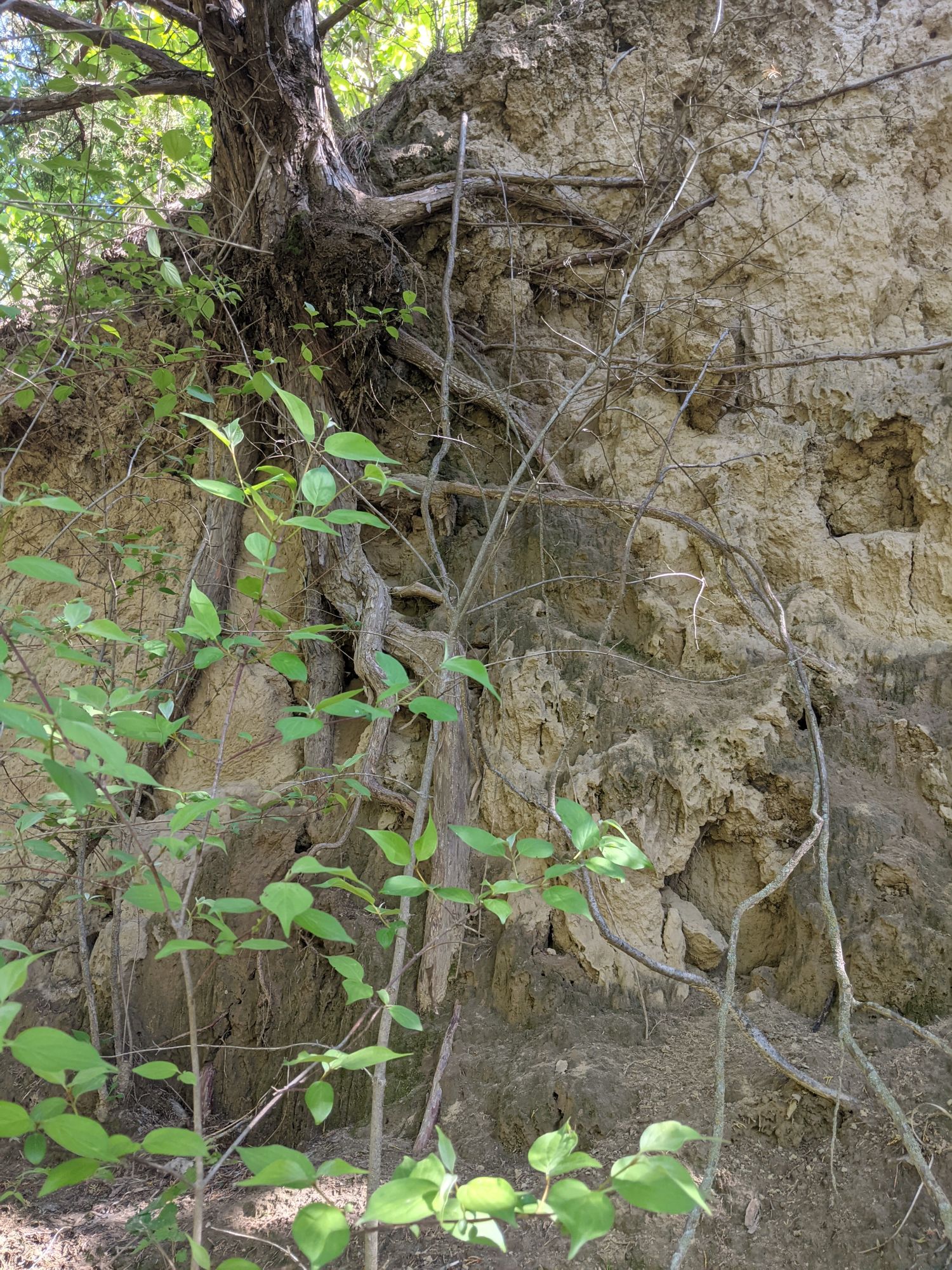 Tree and soil defying gravity in a steep cliff face at Western Iowa's Loess Hills.